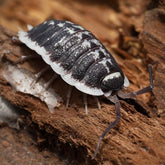 Porcellio flavomarginatus