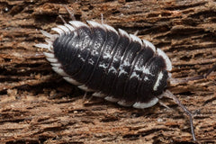 Porcellio flavomarginatus