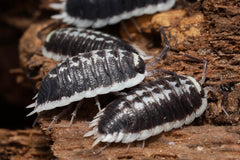 Porcellio flavomarginatus