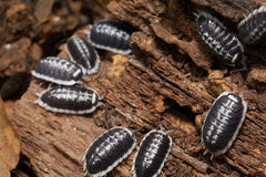 Porcellio flavomarginatus