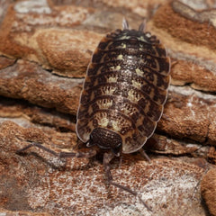 Porcellio spinicornis