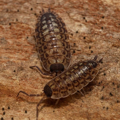 Porcellio spinicornis
