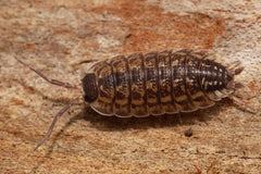 Porcellio spinicornis