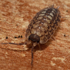 Porcellio spinicornis