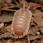 Porcellio sevilla "Caramel"