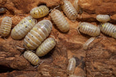 Armadillidium vulgare "US - Magic Potion"