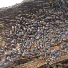Armadillidium Klugii Dubrovnik