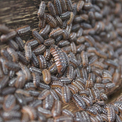 Armadillidium Klugii Dubrovnik