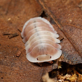 Cubaris sp."Pink Cappuccino"