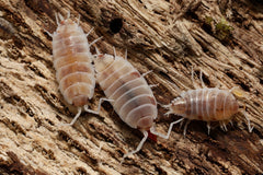 Porcellionides Pruinosus "Soda Pop"