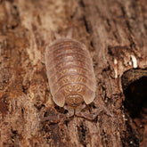Lucasioides sp. “Kyrgyzstan"
