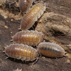 Lucasioides sp. “Kyrgyzstan"