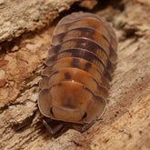Cubaris sp."Opal"
