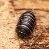 Filipinodillo sp. "Borneo Zebra"