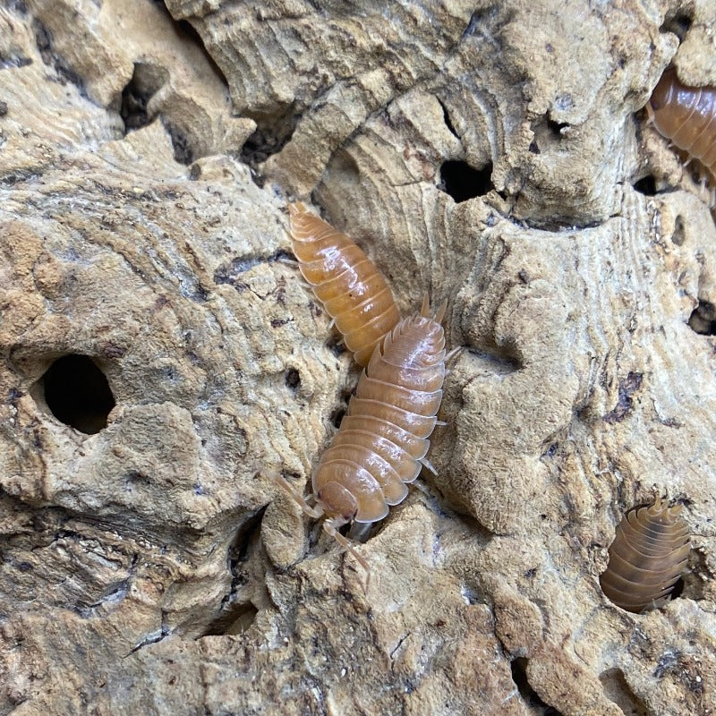 Porcellio Leavis Orange