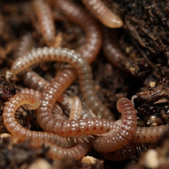 Cambala minor Millipedes