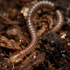 Cambala minor Millipedes