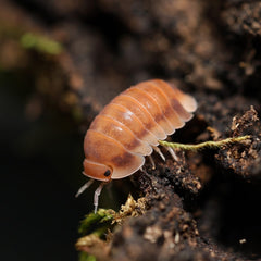 Cubaris sp. “Red Sun"