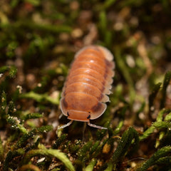 Cubaris sp. “Red Sun"