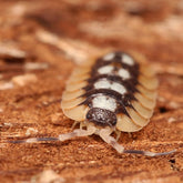 Porcellio expansus "Catalonia"