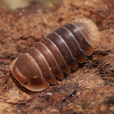 Cubaris sp. “Mercury"