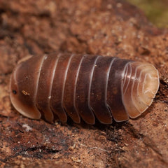 Multicolored pill bug on a textured surface
