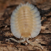 Porcellio werneri "Creamy"