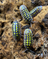 Armadillidium gestroi