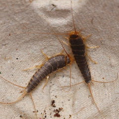 Ctenolepisma longicaudata