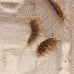 Ctenolepisma longicaudata