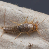 Ctenolepisma longicaudata