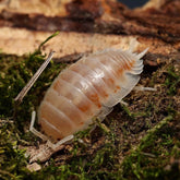 Porcellio laevis "Colby Jack"