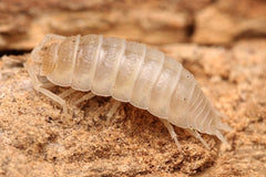 Porcellio Ornatus “Lemon Sorbet”