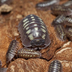 Armadillidium sp. "Big Italy"