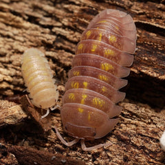 Two pill bugs on a wooden surface