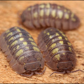 Three pill bugs on a wooden surface