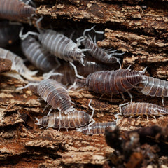 Isopods on a wooden surface