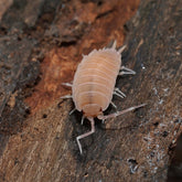 Isopod on a wooden surface