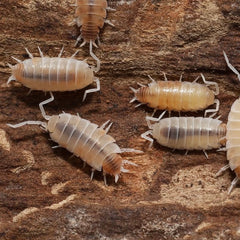 Insects on a wooden surface