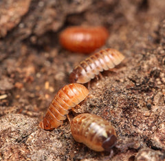 Armadillidium sp. “Punta Cana”