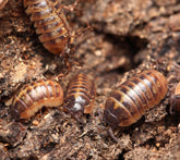 Armadillidium sp. “Punta Cana”