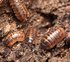 Armadillidium sp. “Punta Cana”