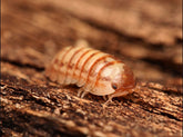 Armadillidium sp. “Rare Gems”