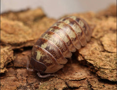 Armadillidium sp. “Rare Gems”