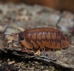 Cubaris sp. "Red Tiger"