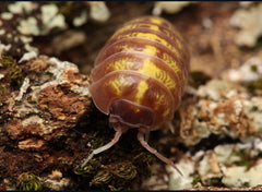 Armadillidium vulgare “T+ Albino”