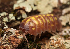 Armadillidium vulgare “T+ Albino”