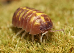 Armadillidium vulgare “T+ Albino”