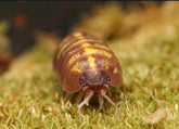 Armadillidium vulgare “T+ Albino”