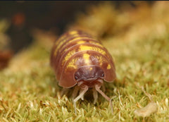 Armadillidium vulgare “T+ Albino”